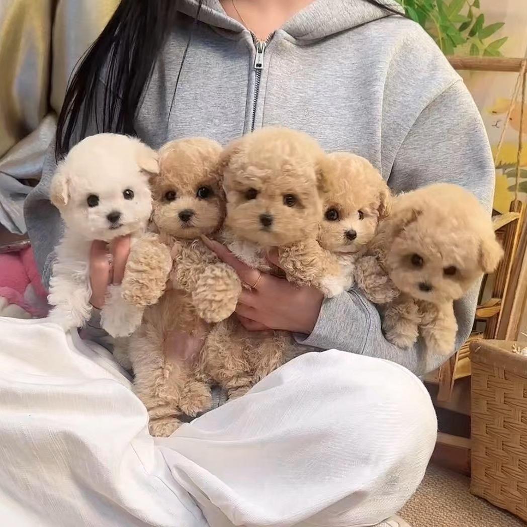 杭州马尔泰 比熊 泰迪熊