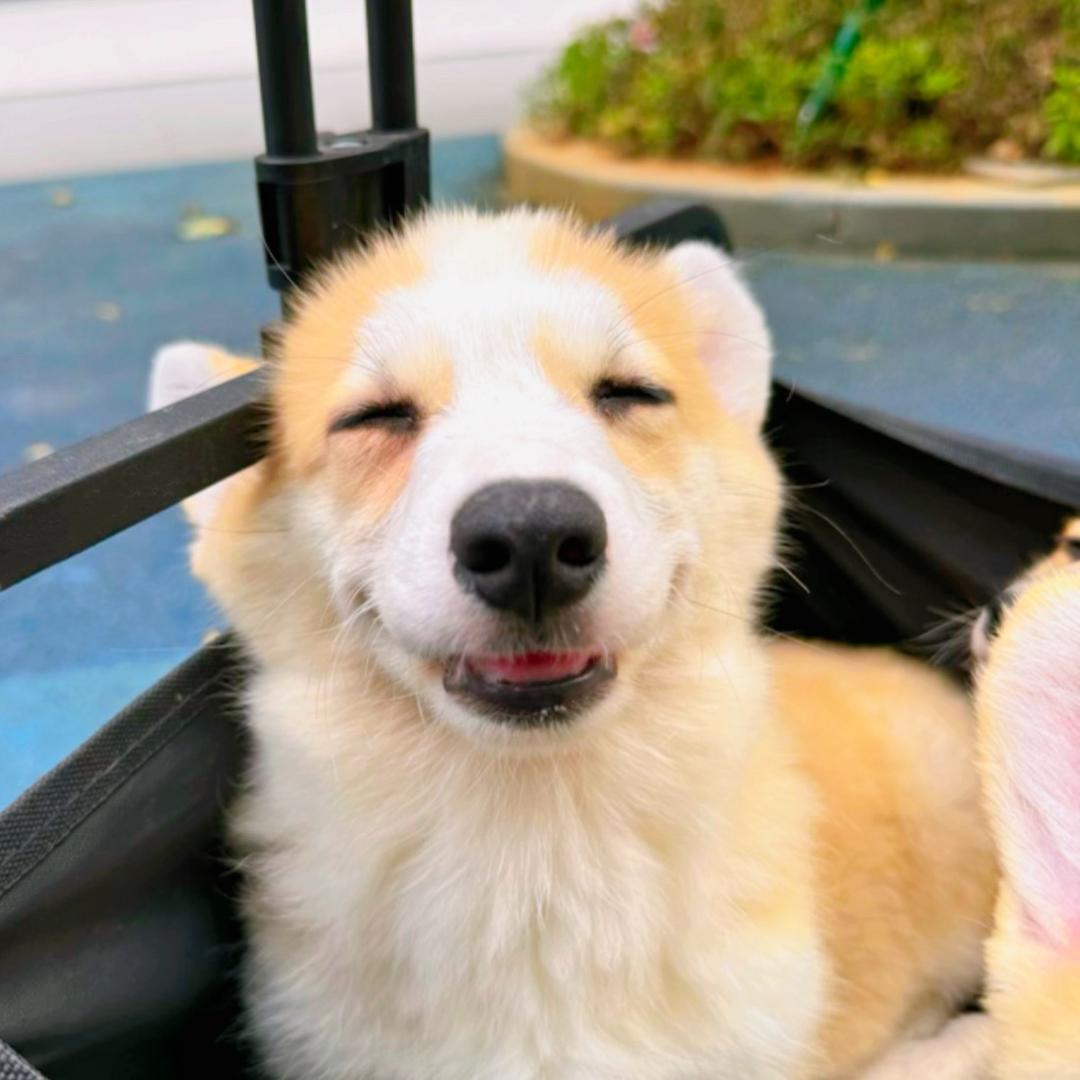 艾塔柯基犬舍