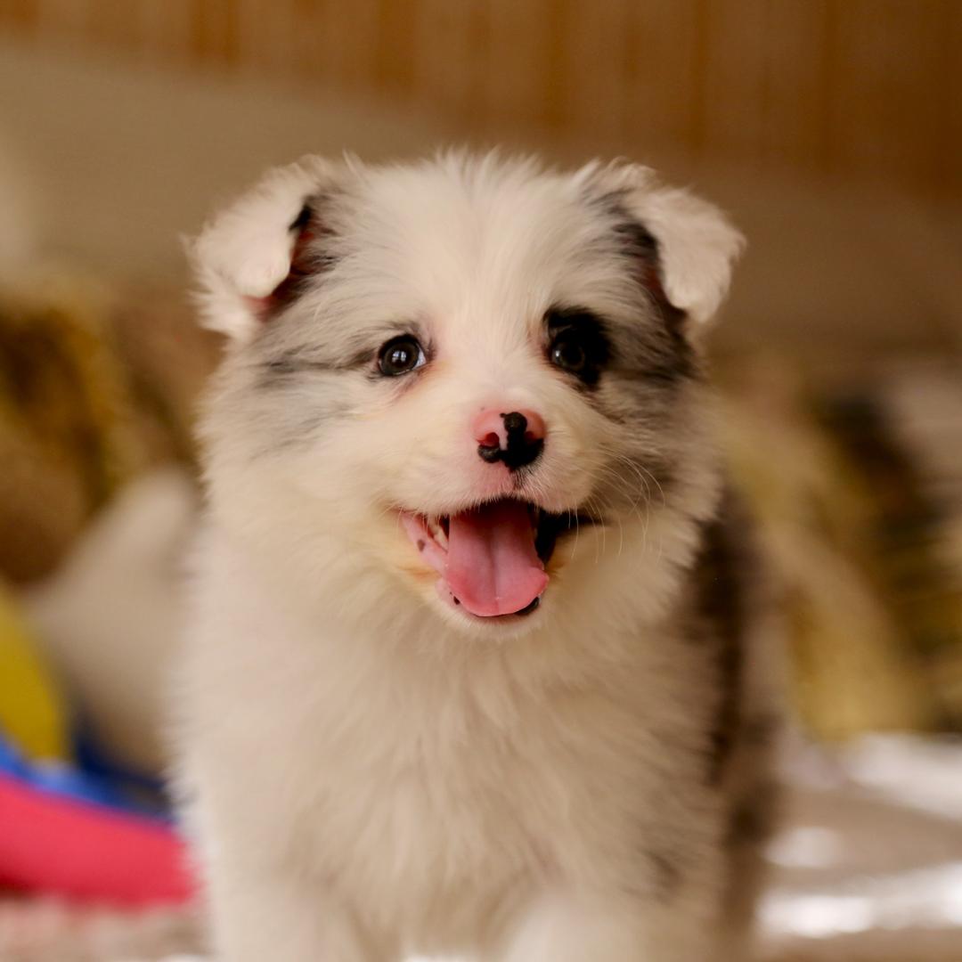 爱边牧旺犬舍