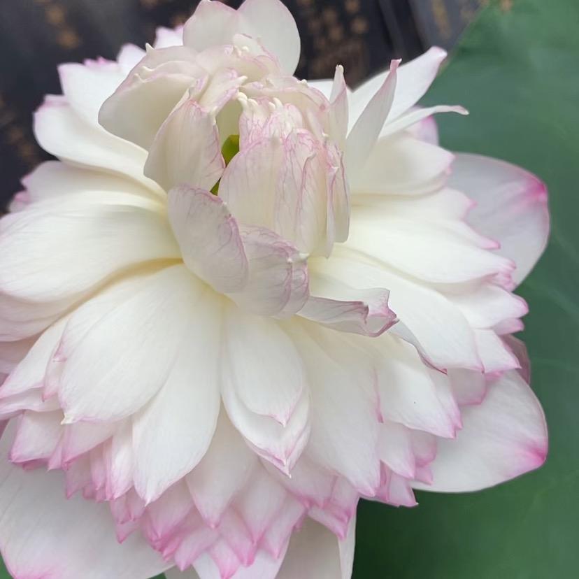 九华山大愿陵园-明心