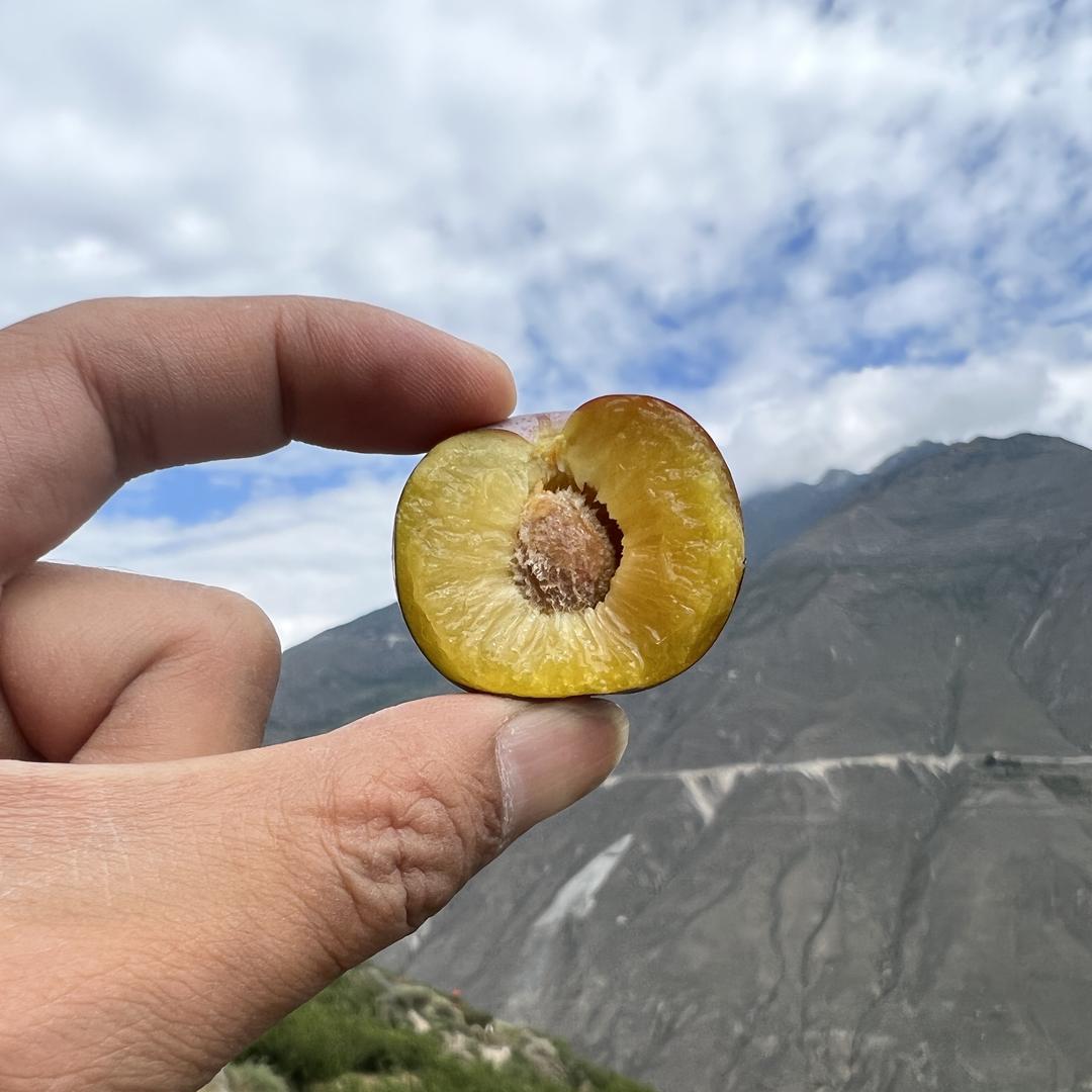 汇奉源蜜脆李