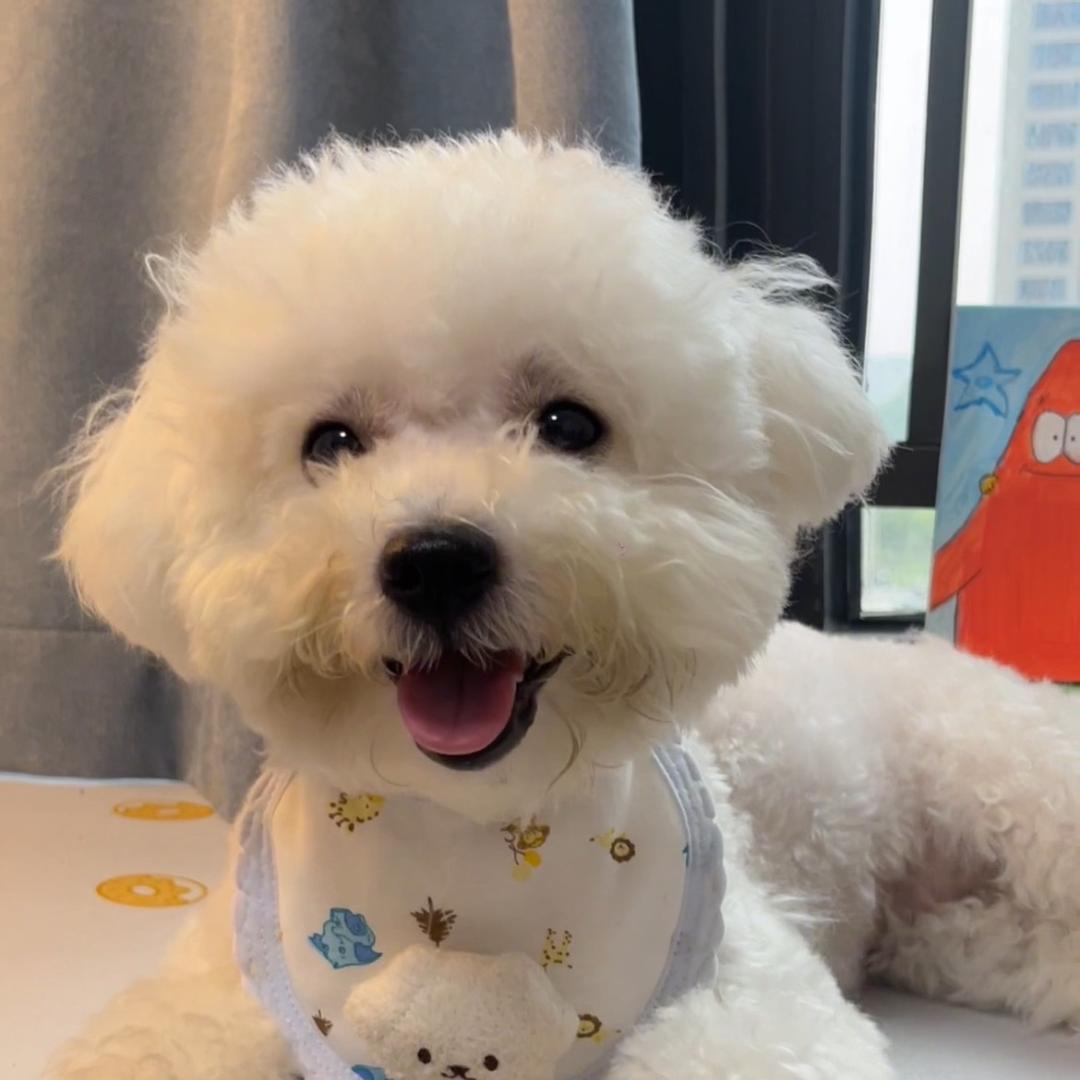 啾啾是只小比熊
