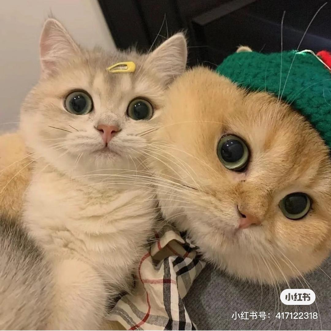 乖乖咪咪喵-/🐑（沉淀版）