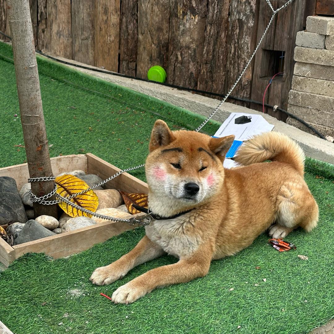 阳顶天咸鱼翻身