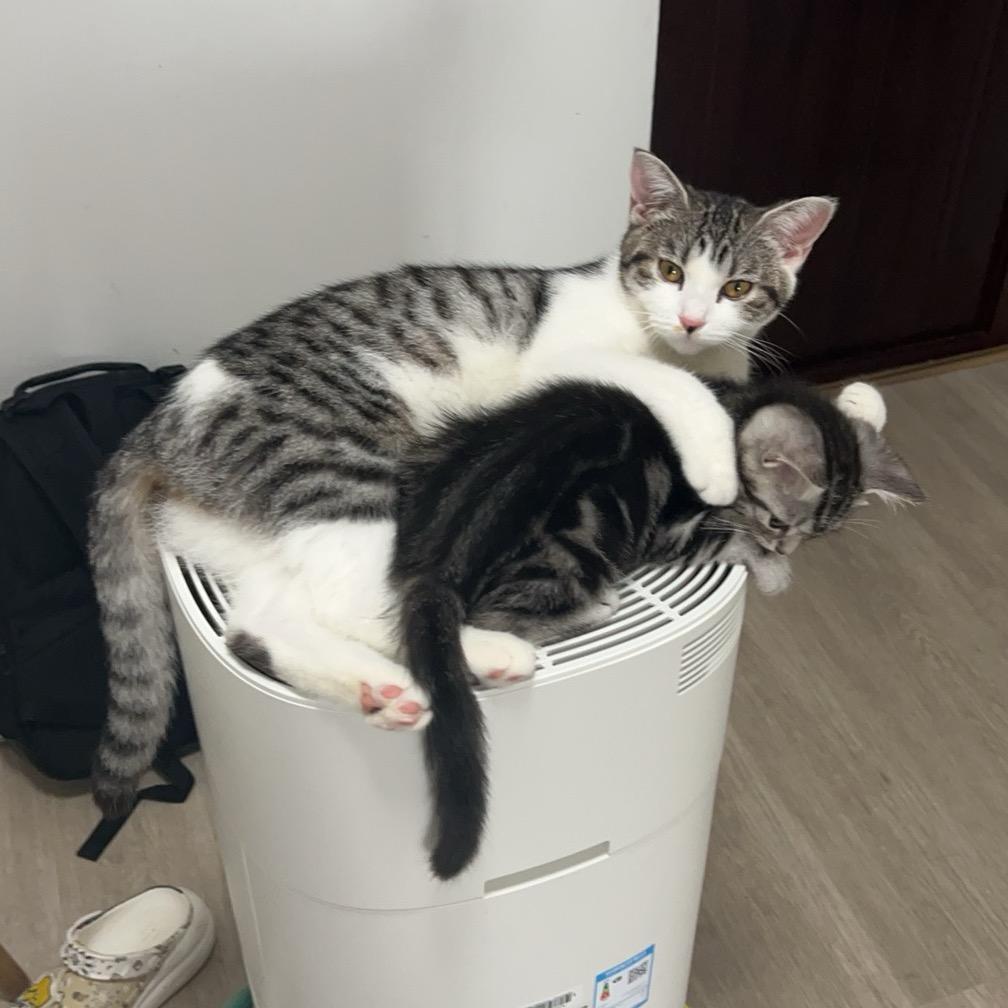 猫小彩