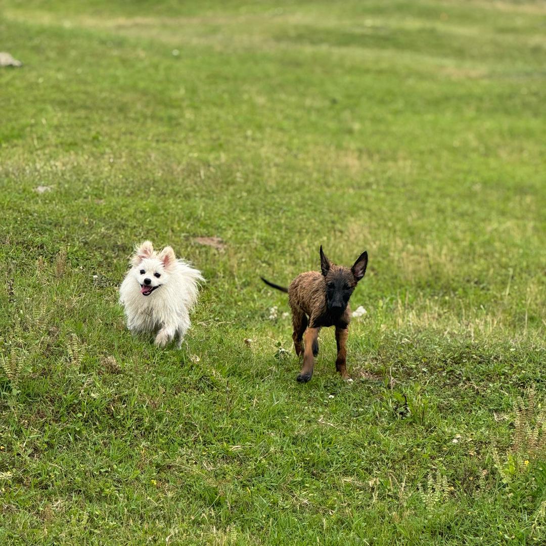 小金条和大元宝