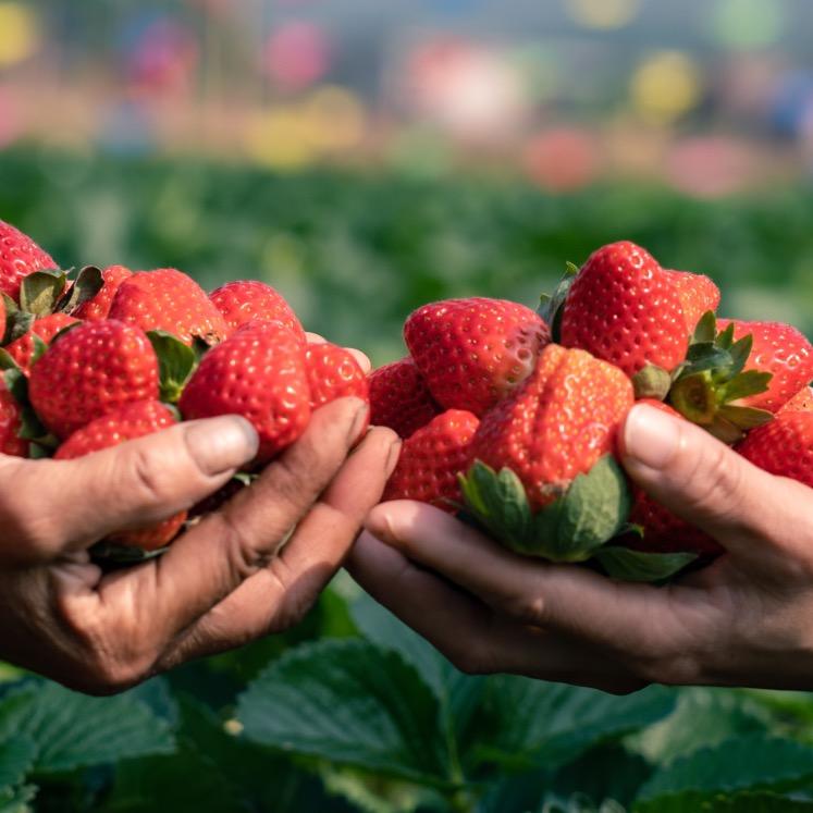 新兴县簕竹镇顺诚草莓园
