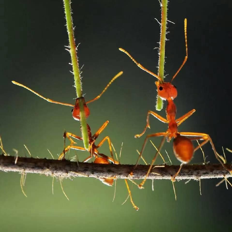 胖大海shopee（虾皮）