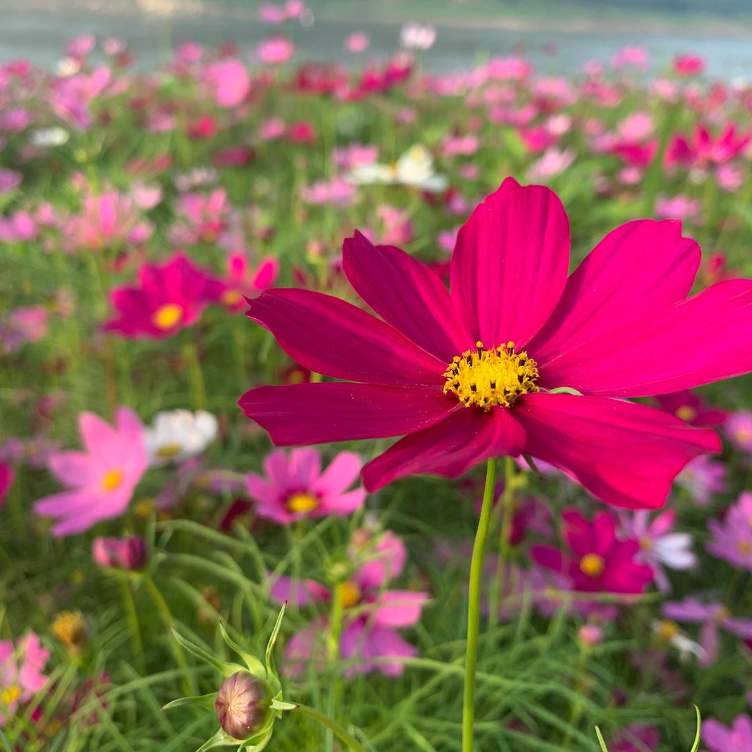 开州义和张姐丶承接丶号队丶乐队丶腰鼓队。