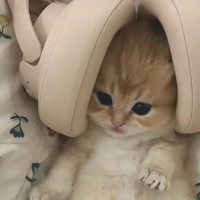 墨墨不笨-
