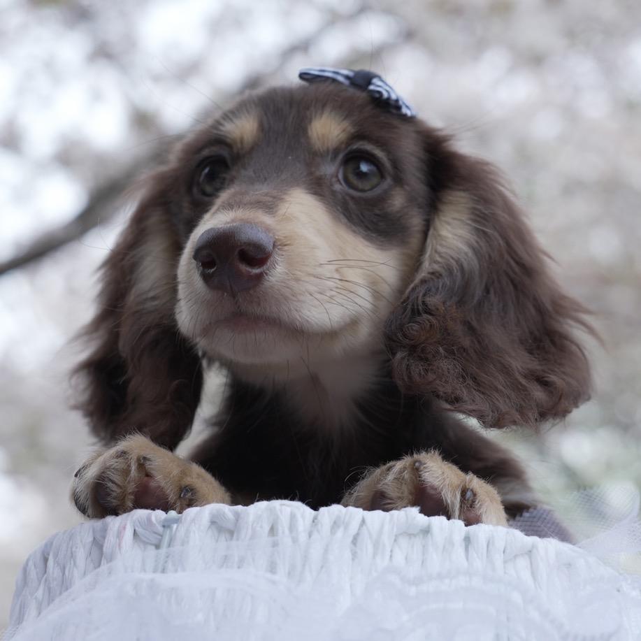 大莹家腊肠与美卡@抖音