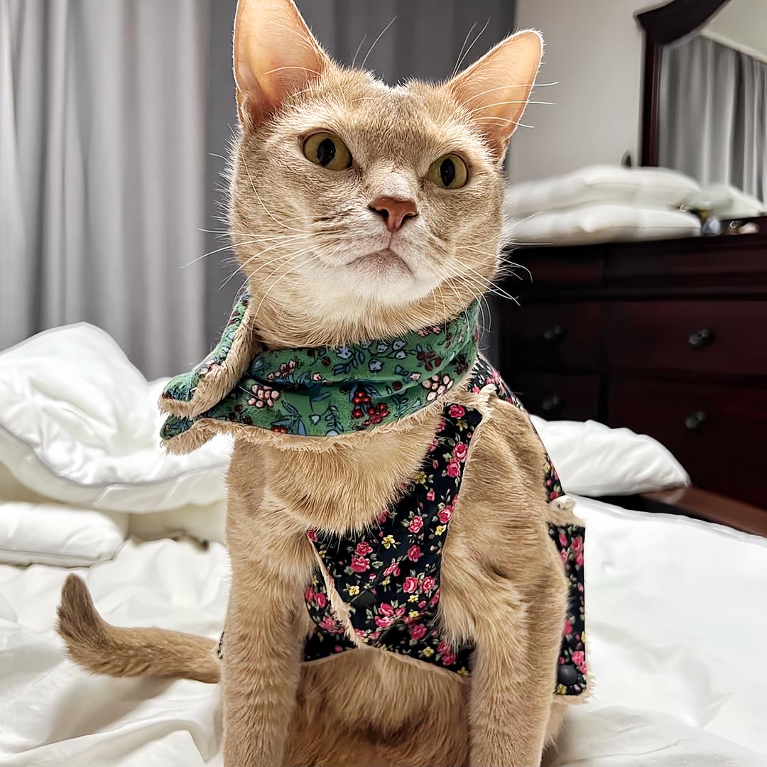 贝贝猫