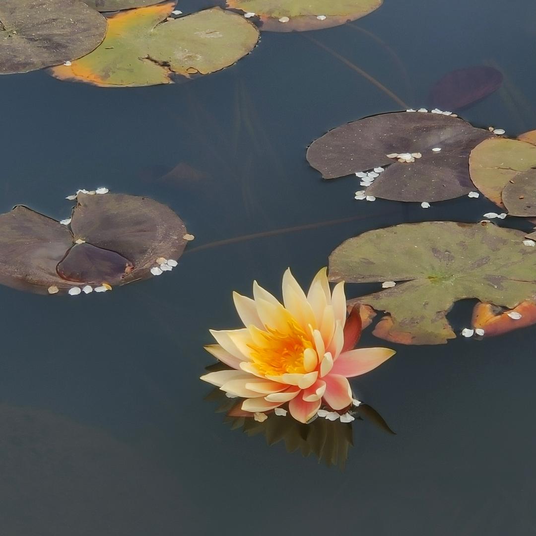 寻亦清洁用品旗舰店