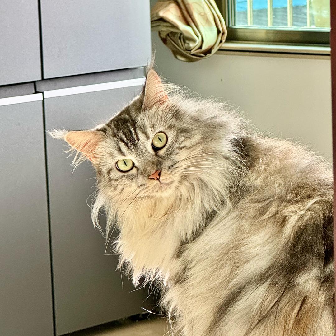 MMIAO