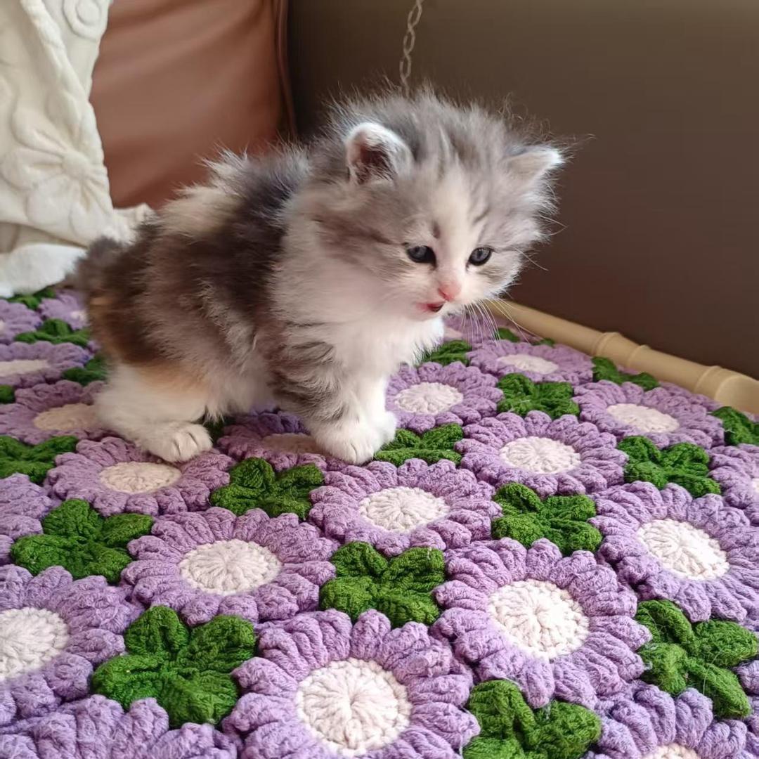 小萌宠🥰
