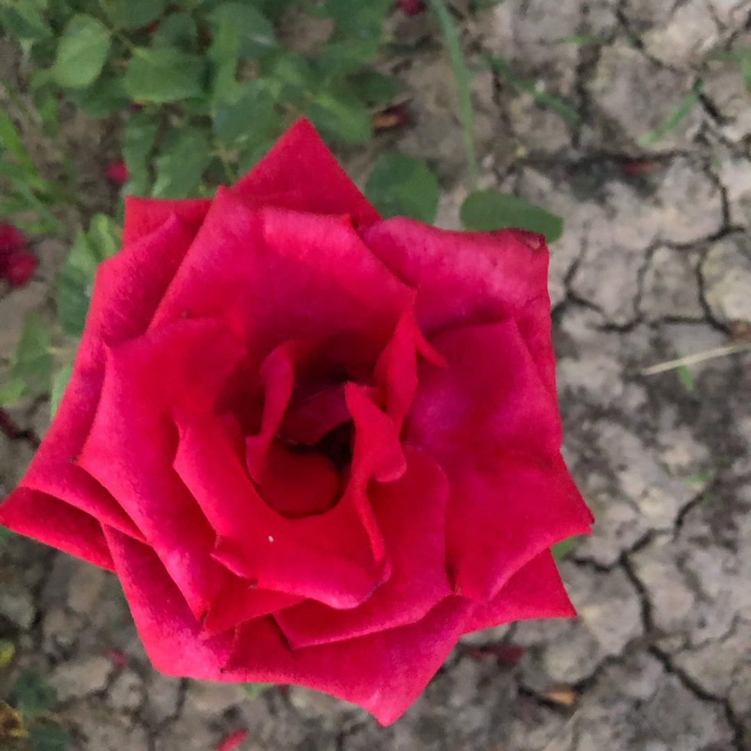 幸福姐爱唱歌🎤