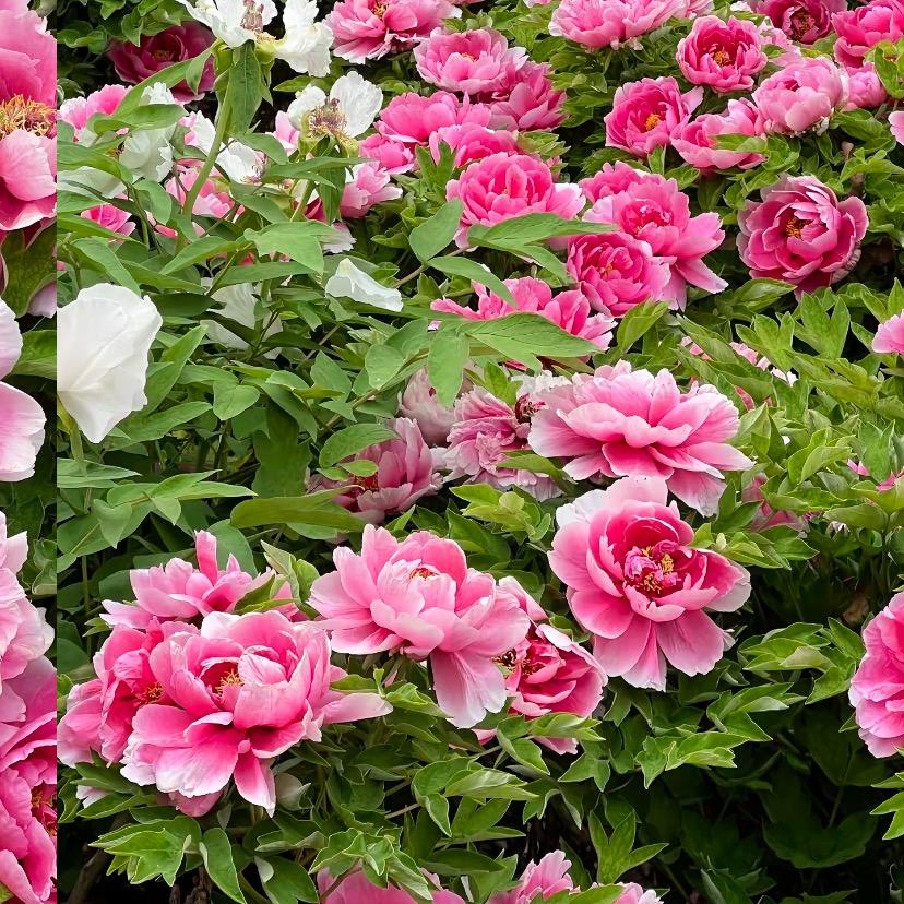 小周服装加工厂、E栋一楼（西）