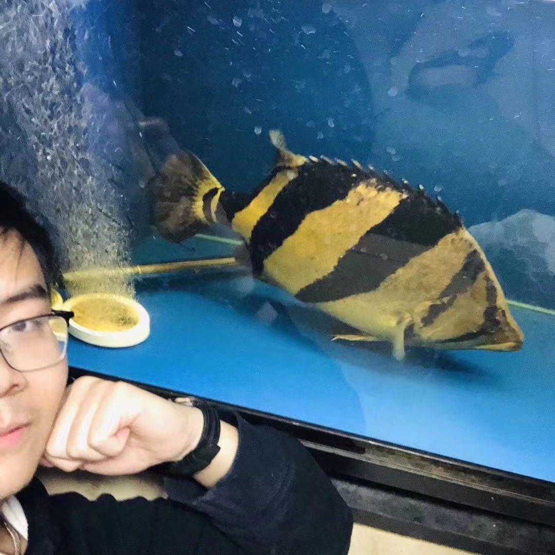 暴躁观赏虎鱼