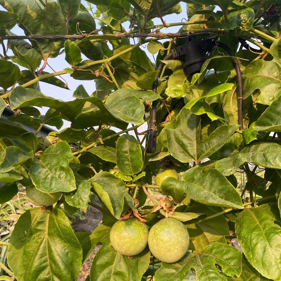 小表弟（百香果专场）