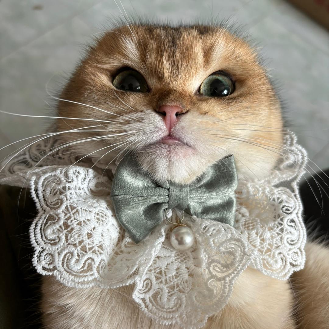 元宝的家族@悠悠