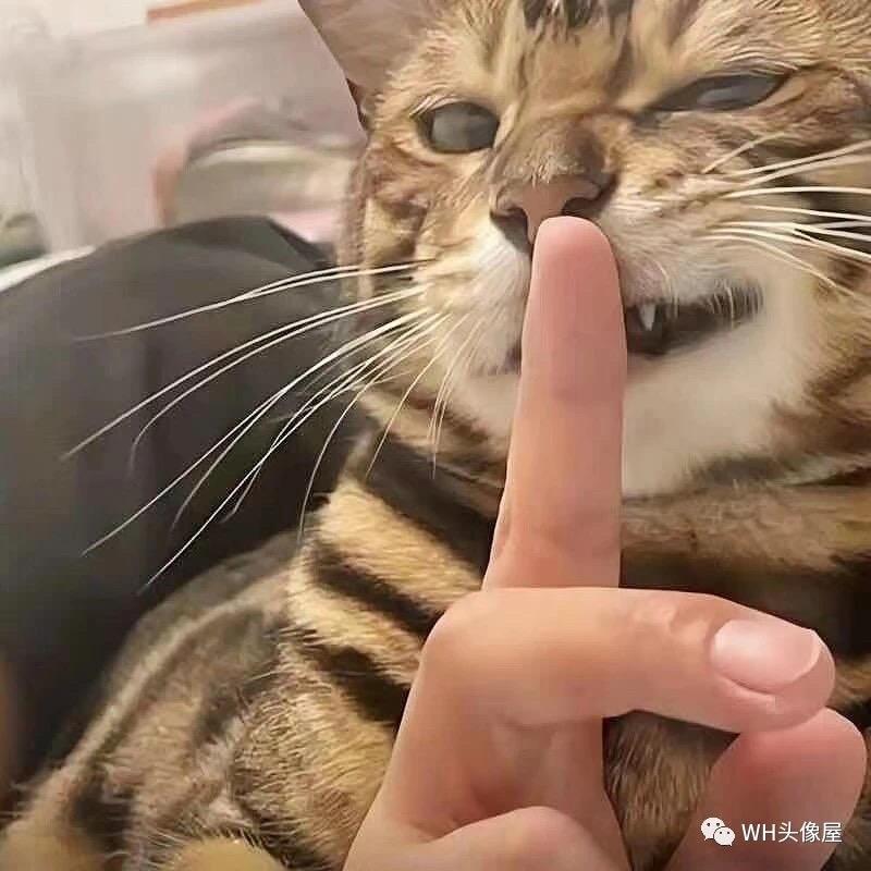 不是天上仙
