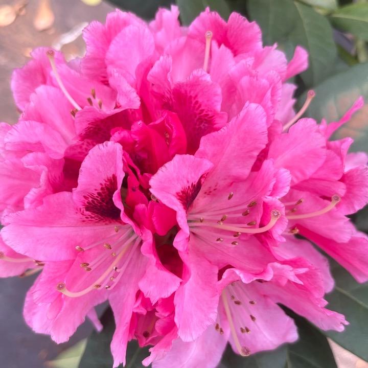 花当家园艺