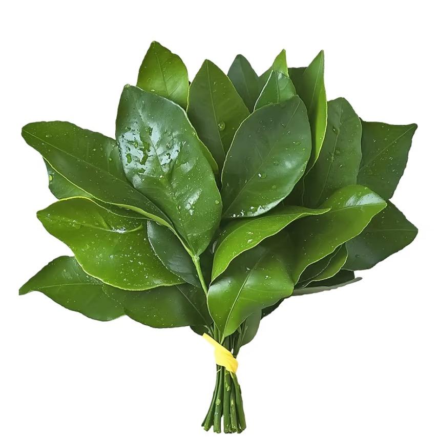 恶毒的狠婆婆