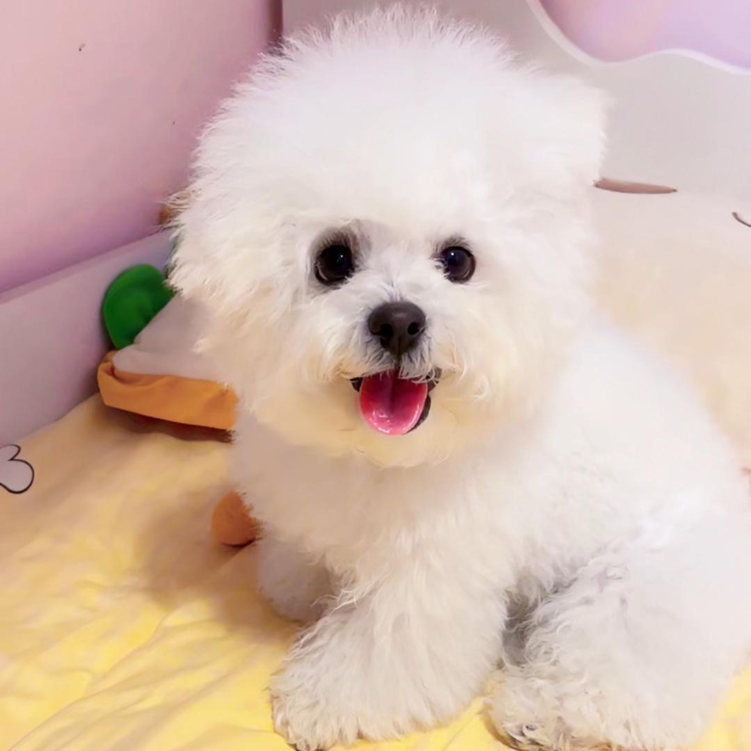 能能真能