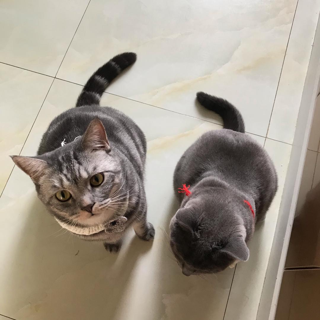 €小可爱虎美€