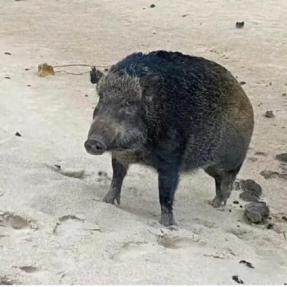 贺兰诗