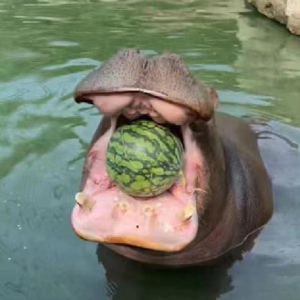 FT