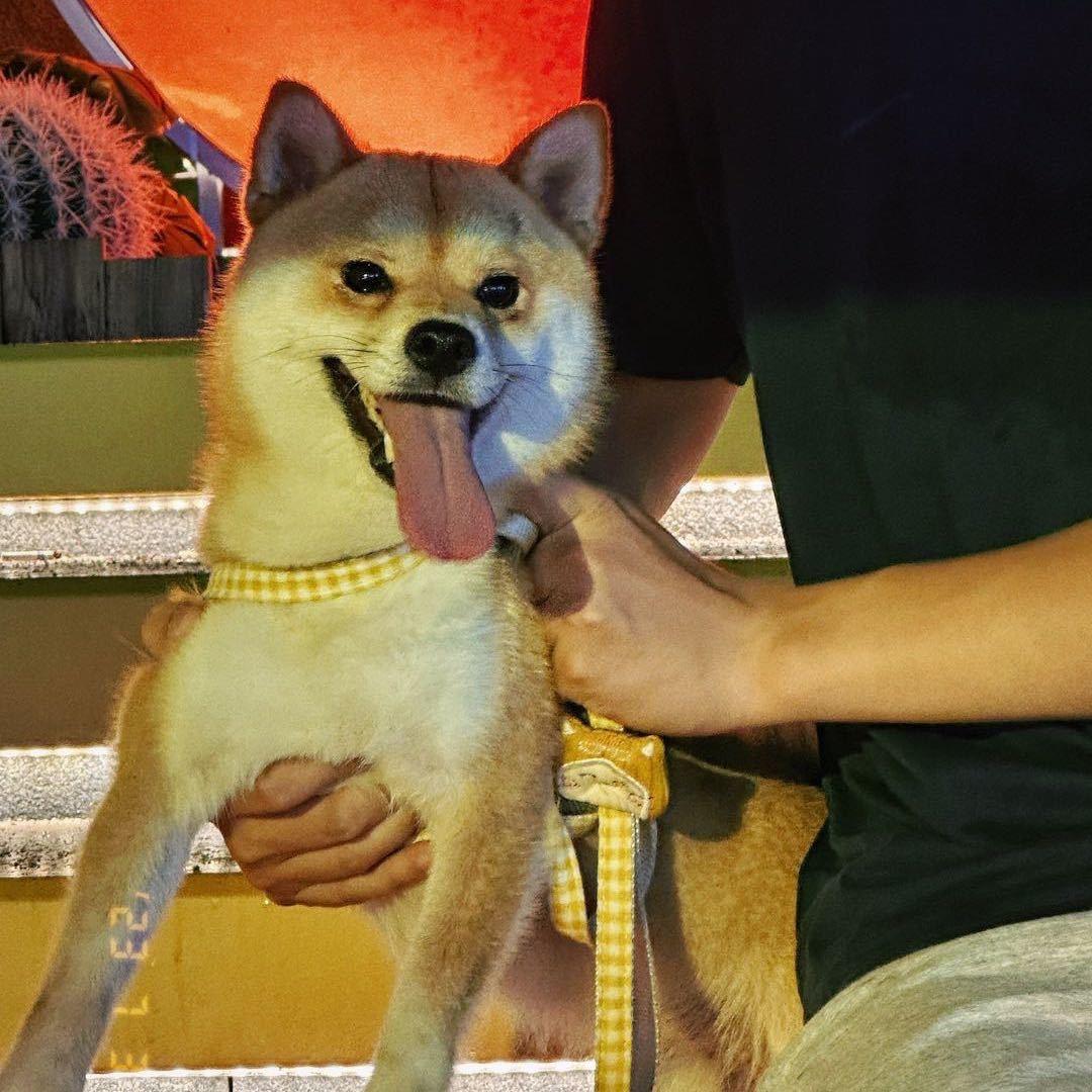 皮皮小柴