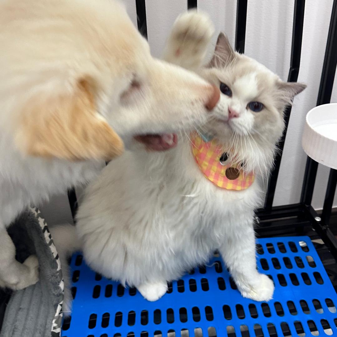 呆狗白喵头像
