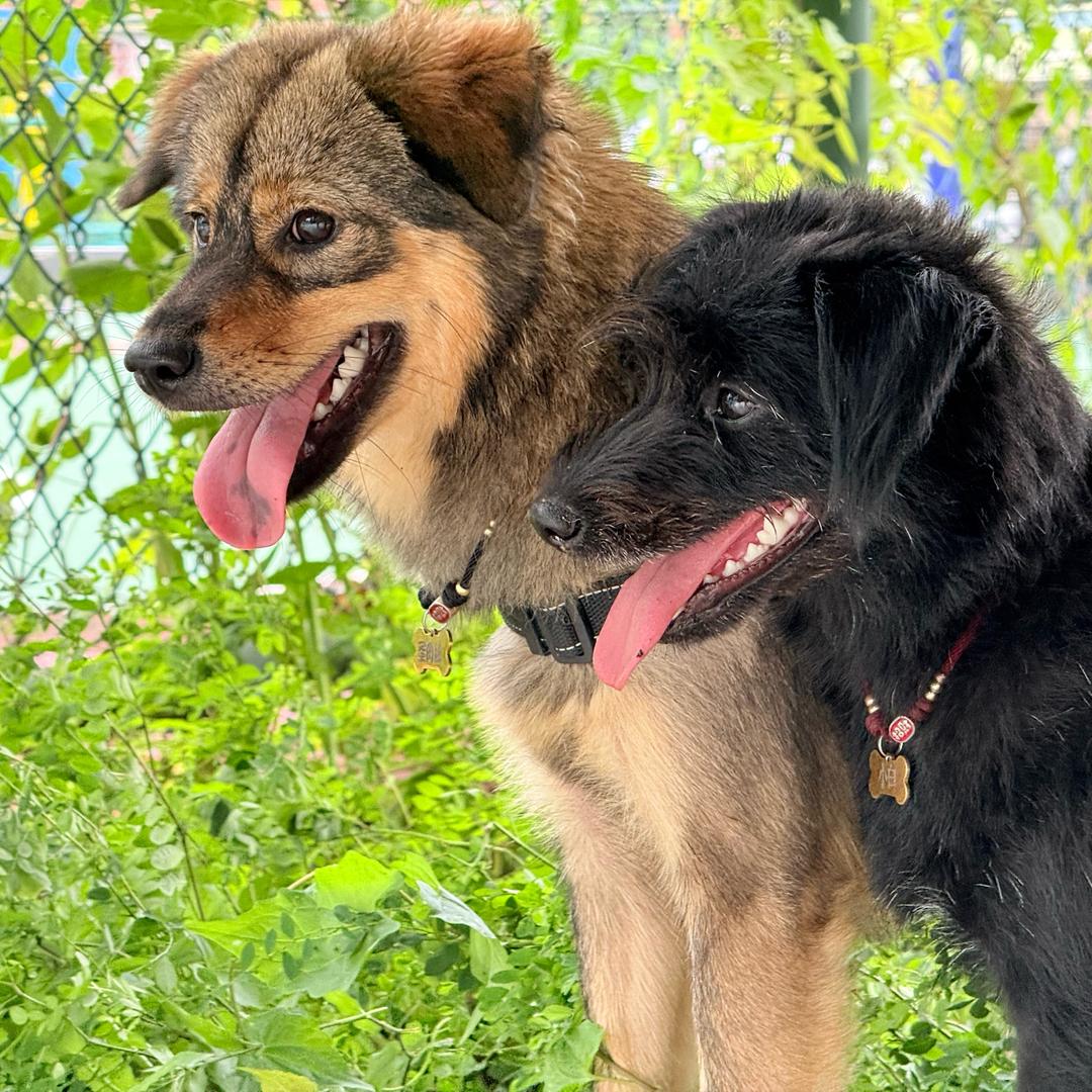 白总和蛋总的日常