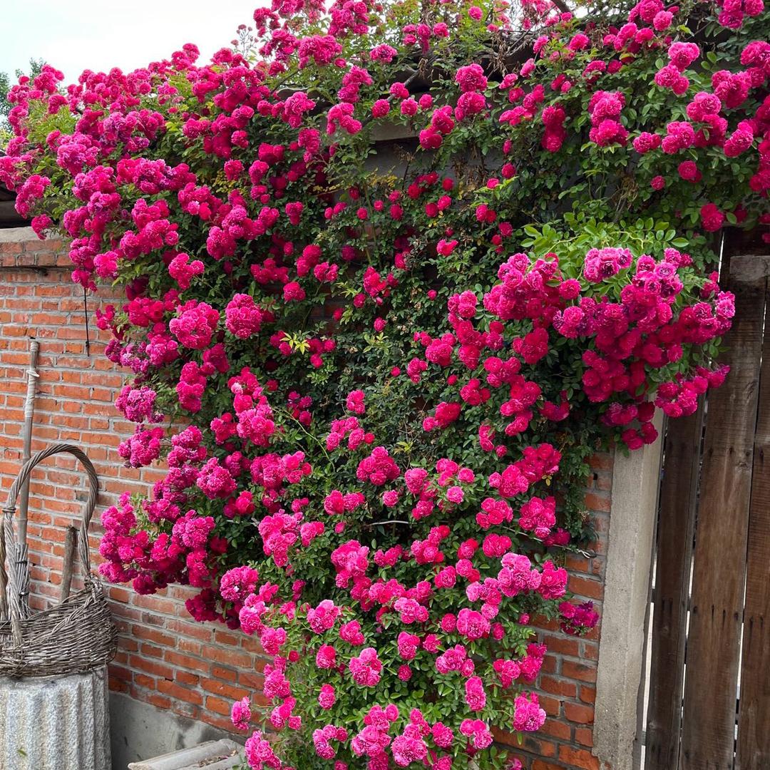 万花集花卉