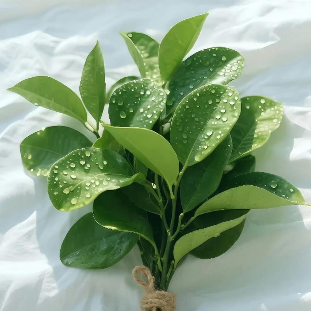 忠诚无畏的温卿卿头像