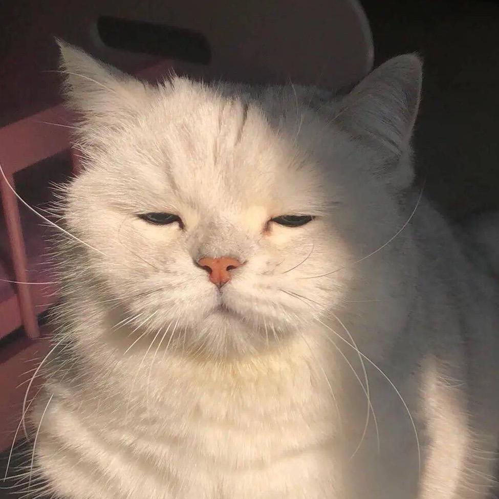 WHITE CAT