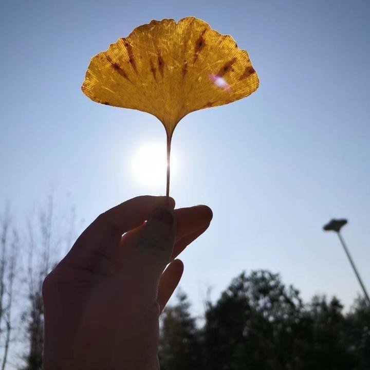 苹果🍎