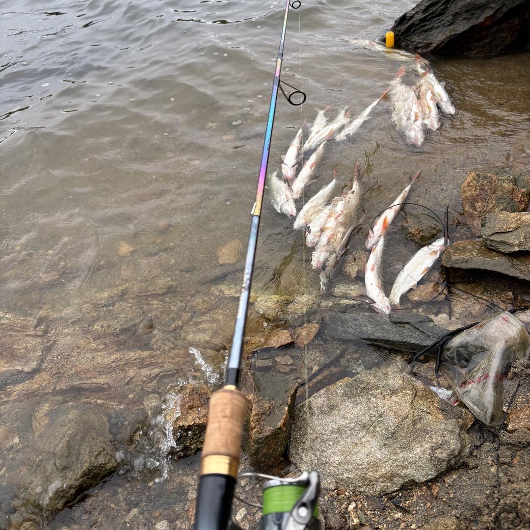 兮兮中古户外渔具