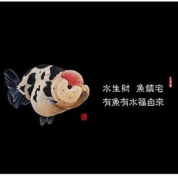 不懂养鱼的鱼