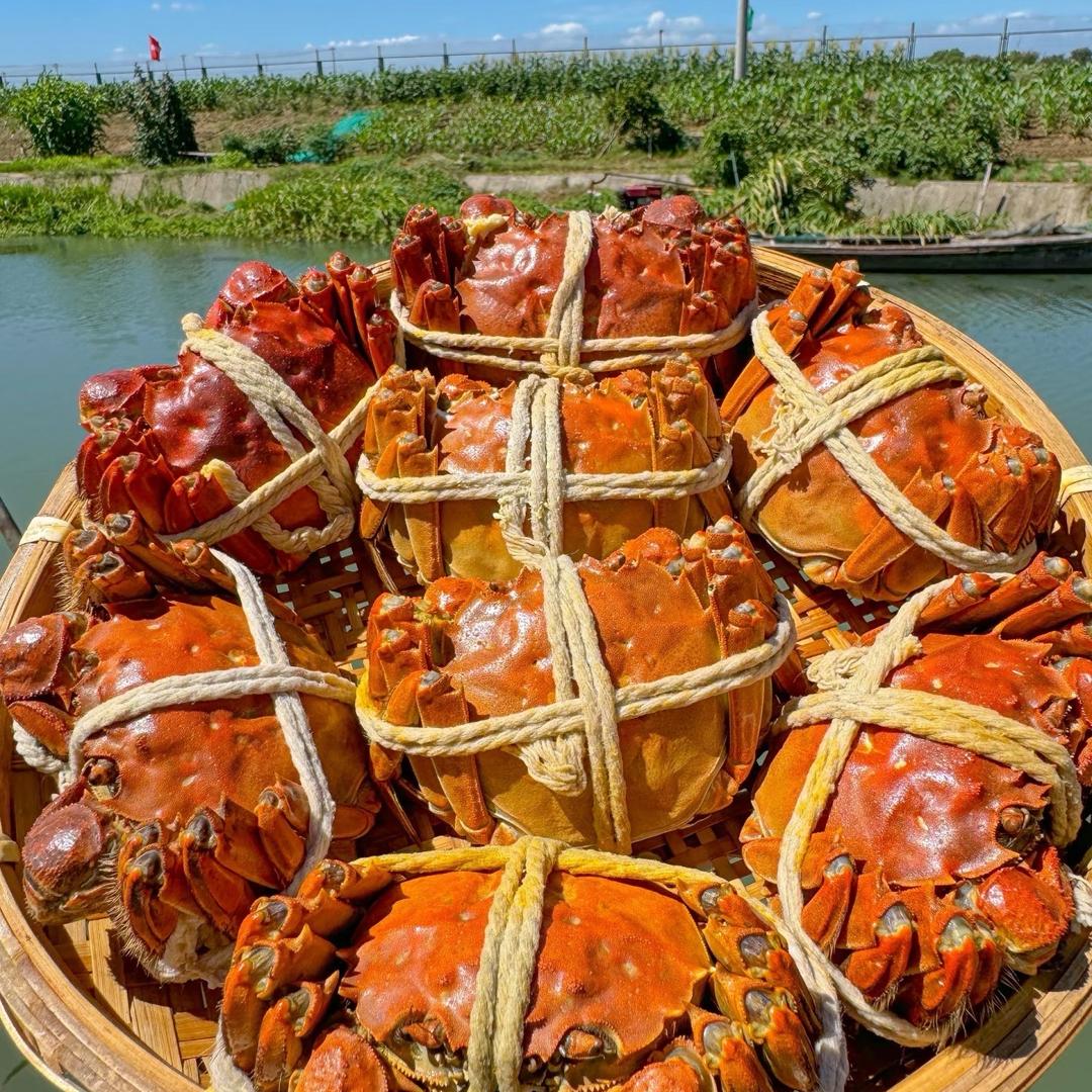 澄湾鲜品精品蟹