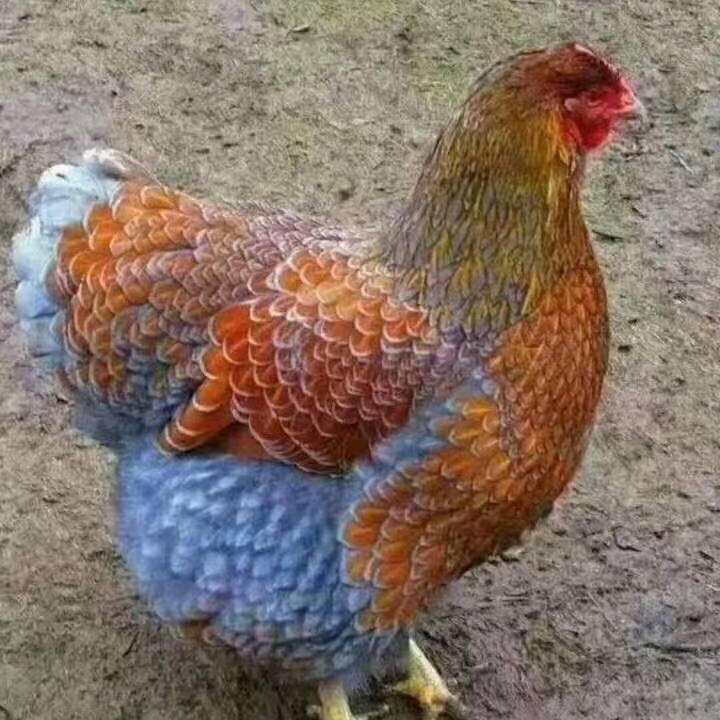 下村鸡场