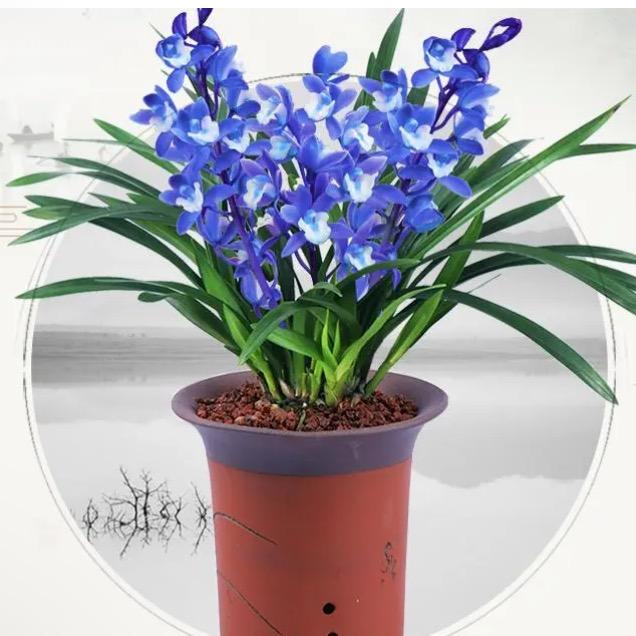 ✨文🪻🌧️竹✨