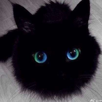 加肥猫ᴸⱽ✨
