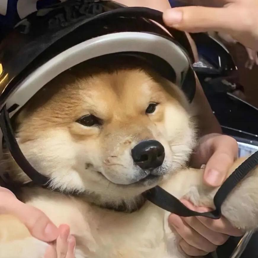 狗狗乐园萌宠