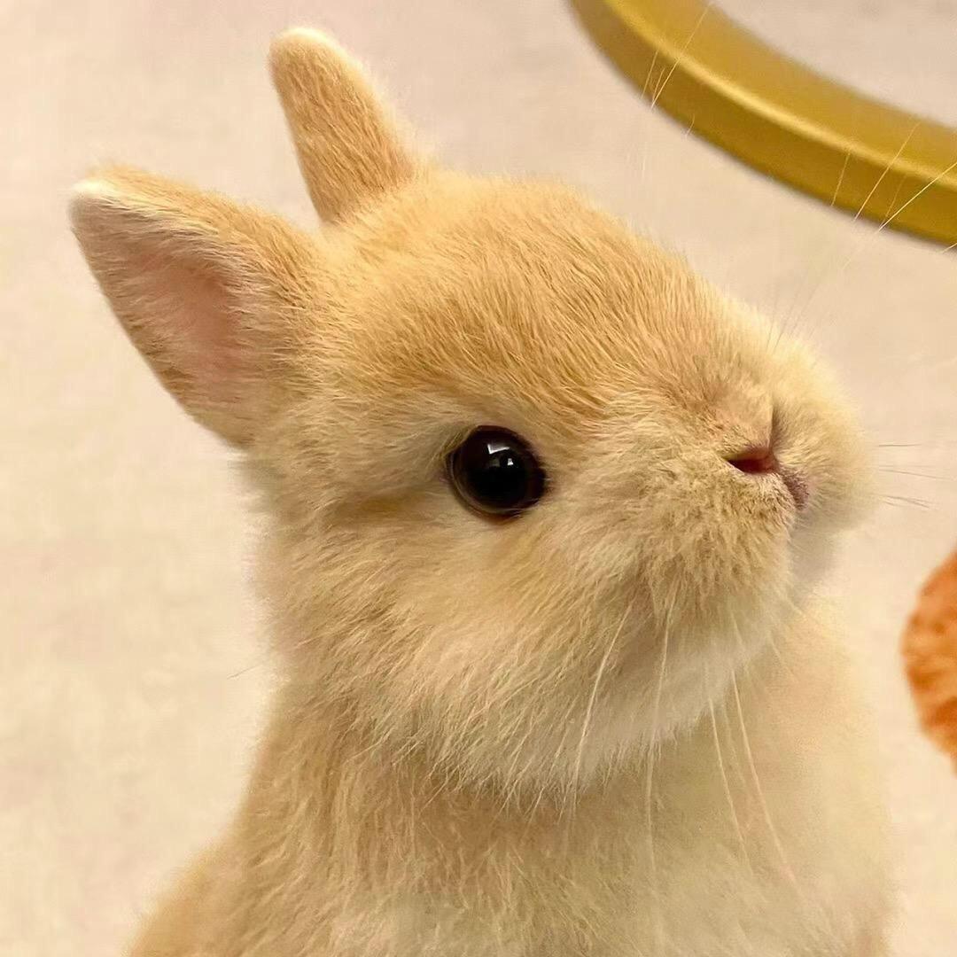 岳麓山悟道居士