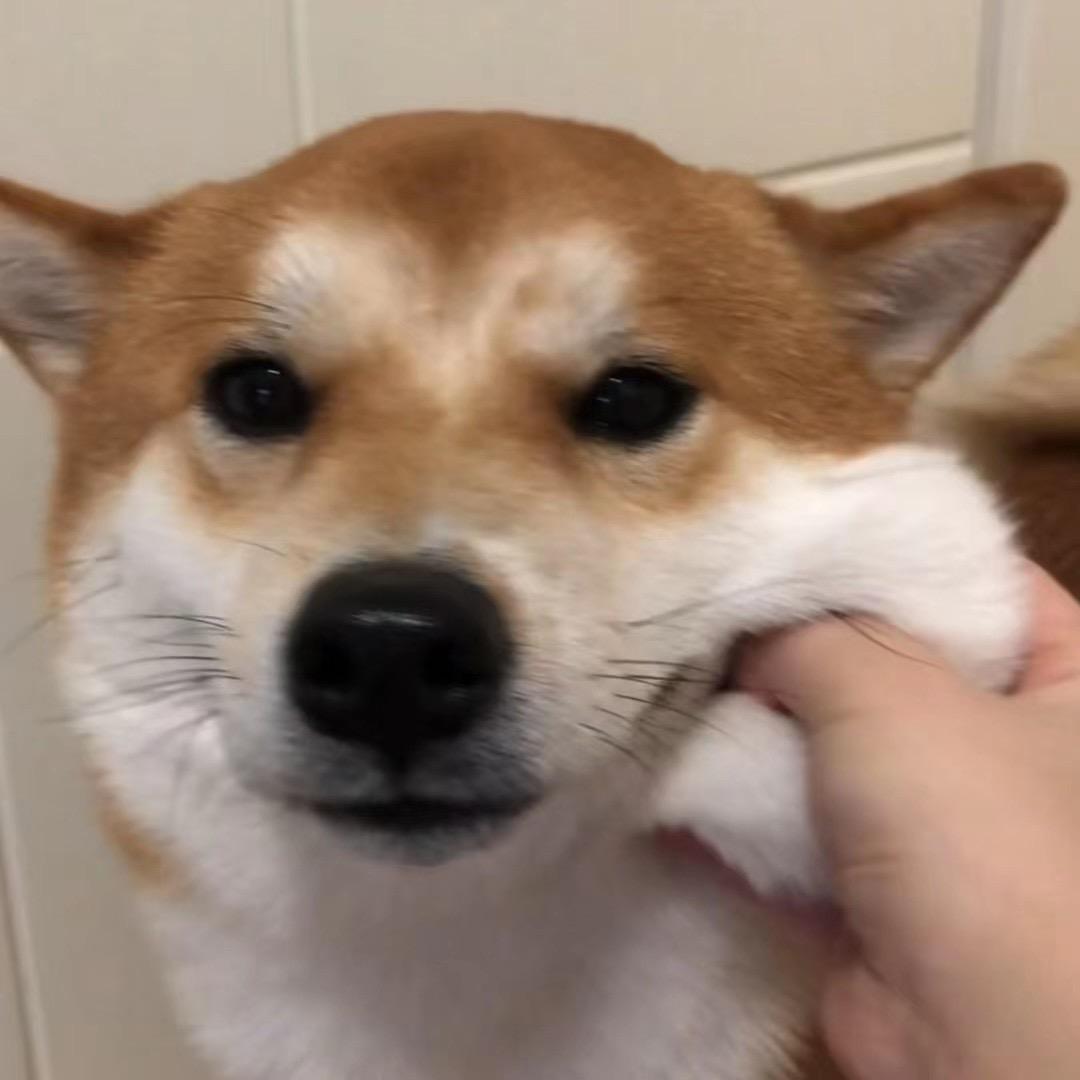 柴犬球球