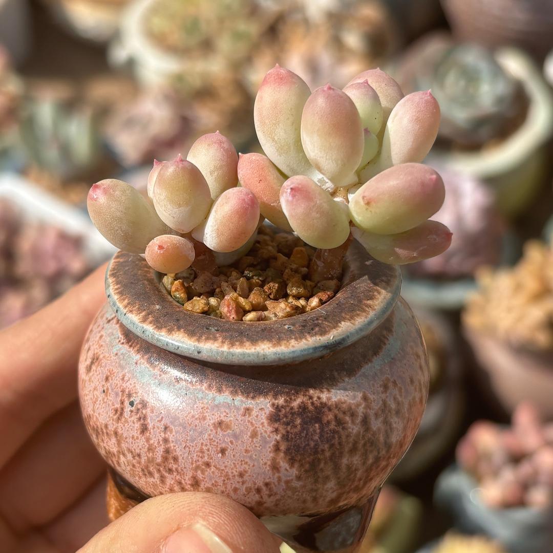 李李的多肉日记