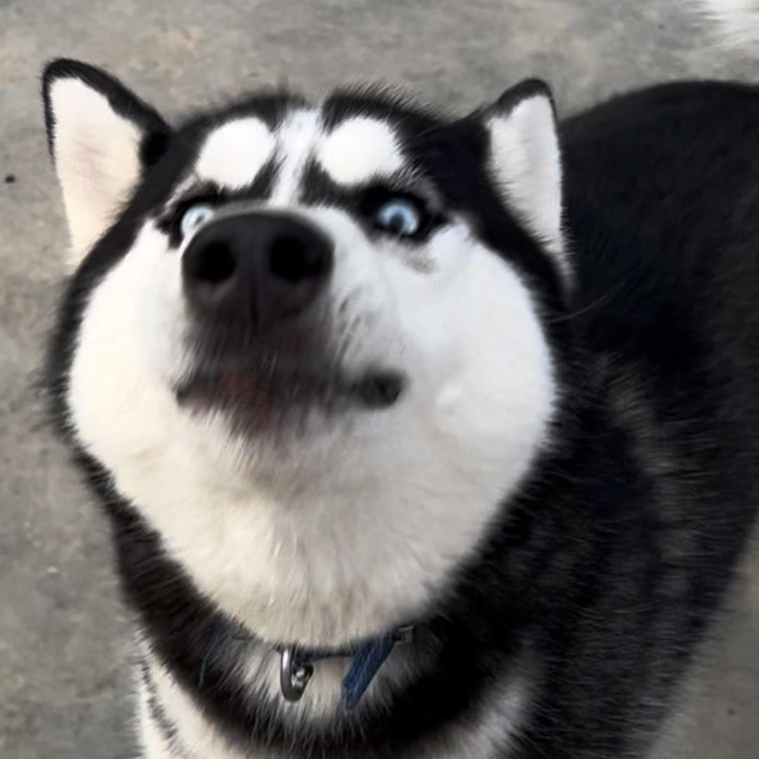 性感大母猴