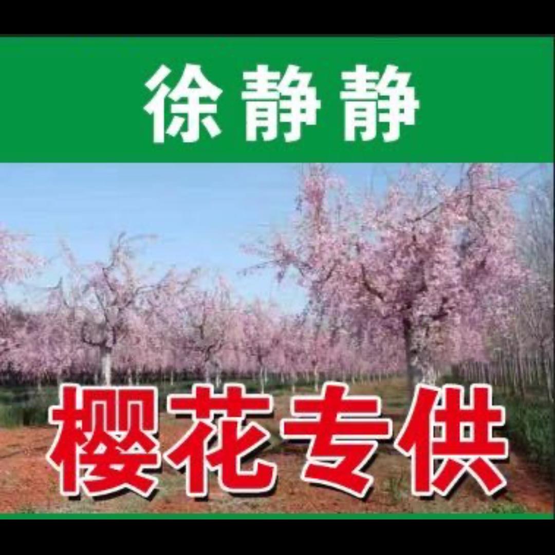 山东青岛樱花基地(日照樱森绿化工程）